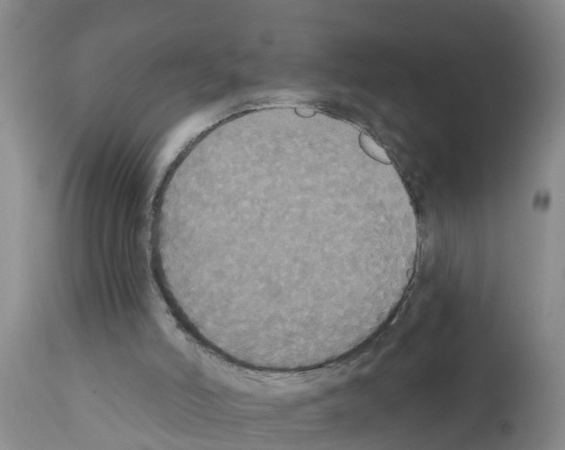 X0000111520006200908251149