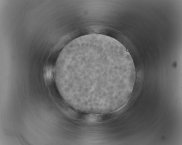 X0000111520094200908251148