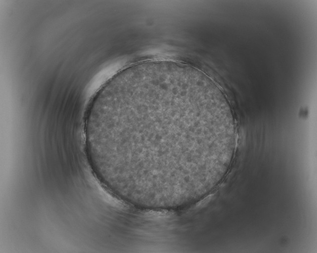 X0000111520245200908251144