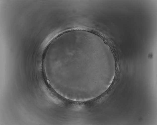 X0000111520247200908251144