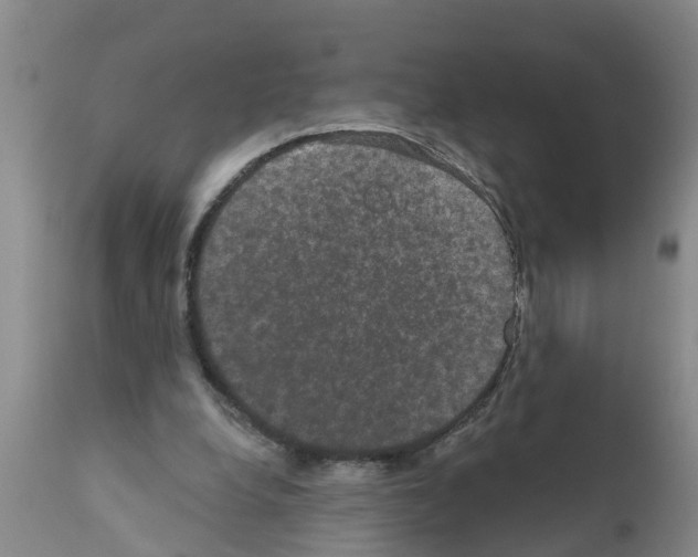 X0000111520248200908251144
