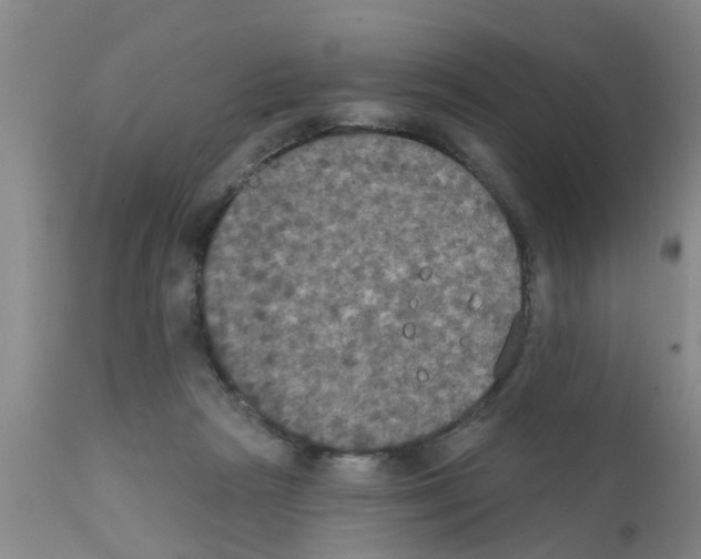 X0000111520265200908251145