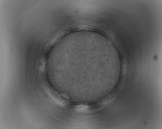 X0000111520266200908251145