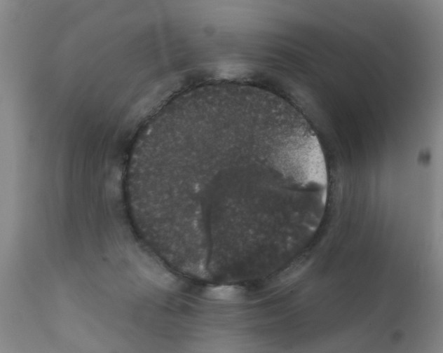X0000111520269200908251145