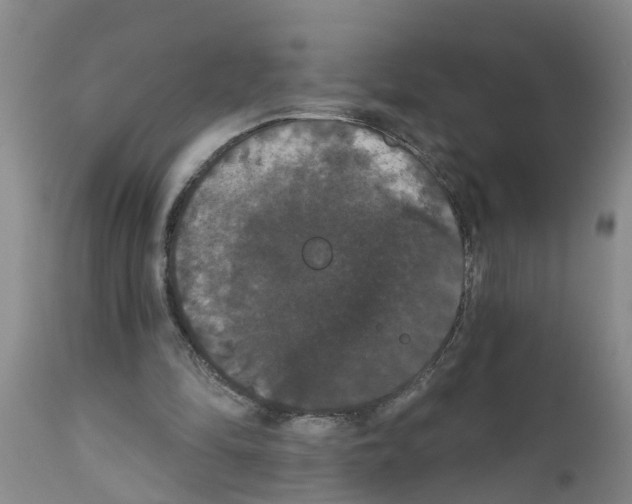 X0000111520294200908251144