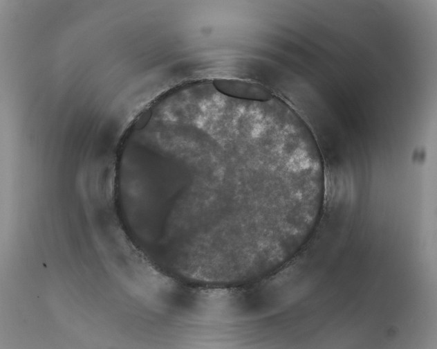 X0000111520301200908251144