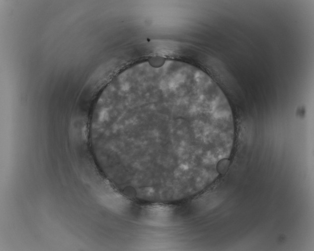 X0000111520313200908251144