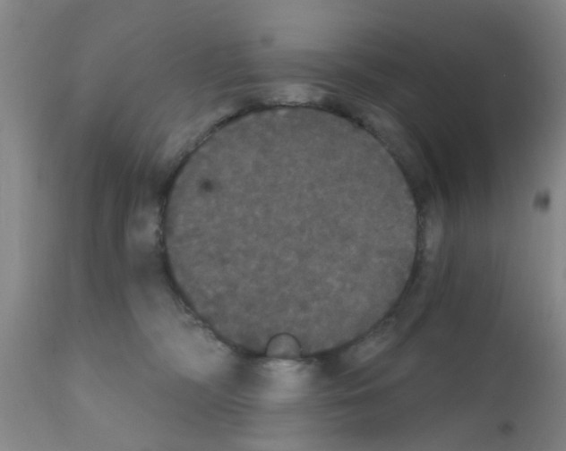 X0000111520326200908251143