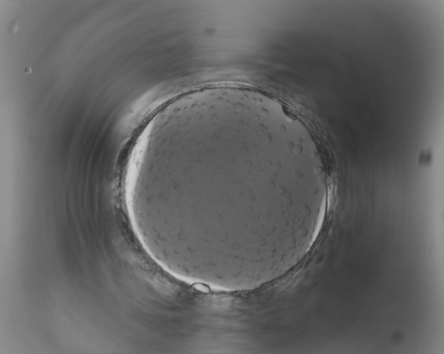 X0000111520339200908251142