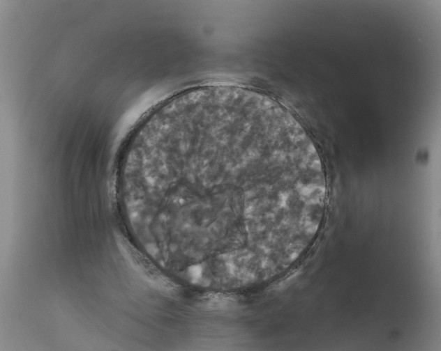 X0000111520343200908251142