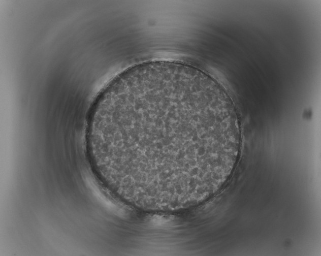 X0000111520346200908251142