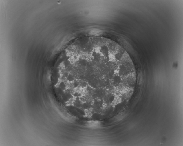 X0000111520363200908251143