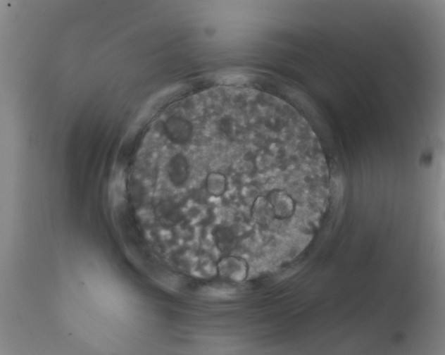 X0000111520381200908251143