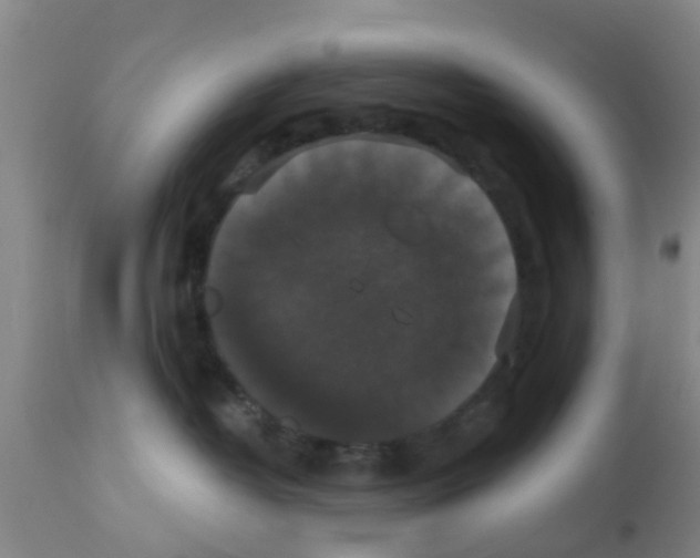 X0000111520382200908251143