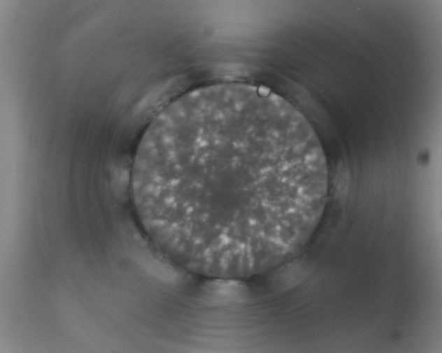 X0000111520427200908251142