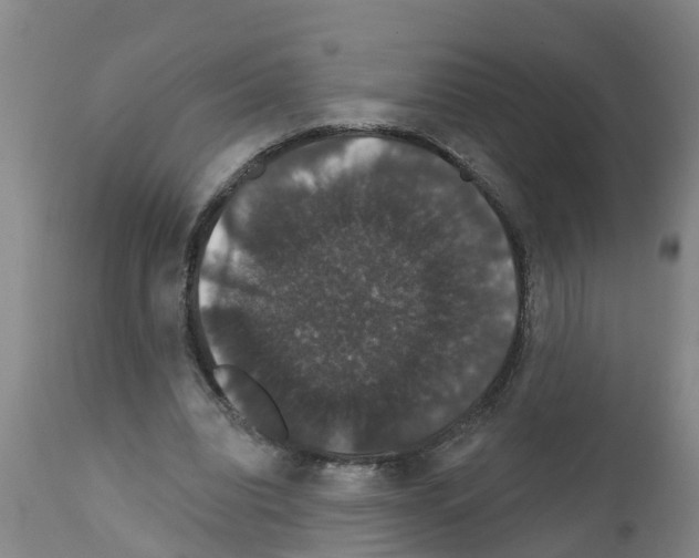 X0000111520440200908251141