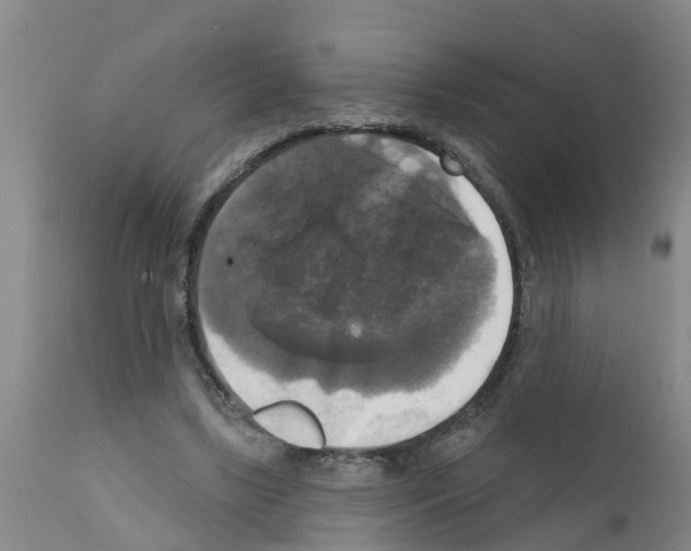 X0000111520443200908251141
