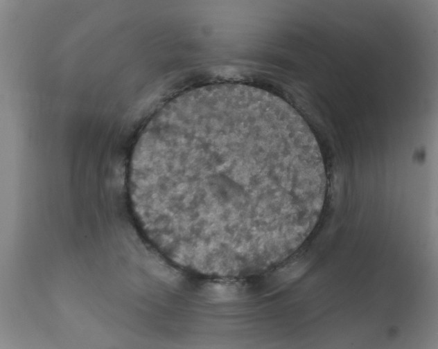 X0000111520466200908251141