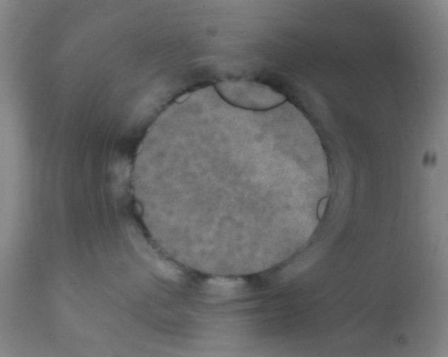 X0000111520480200908251142