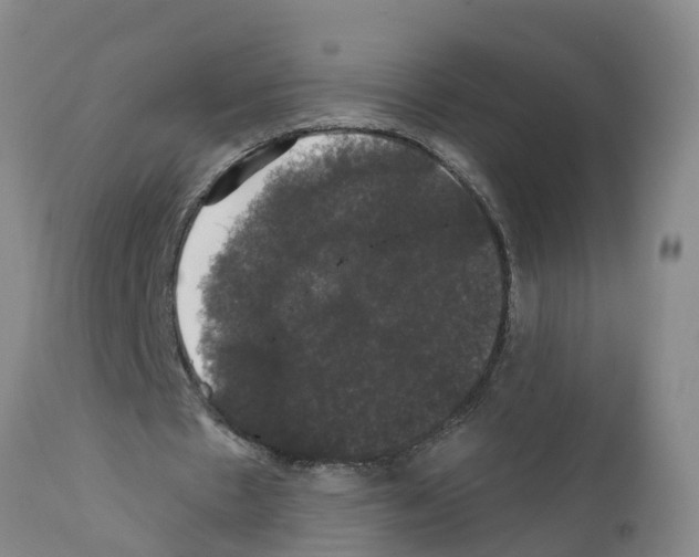 X0000111520481200908251141