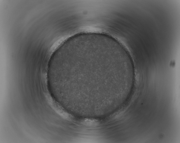 X0000111520487200908251141