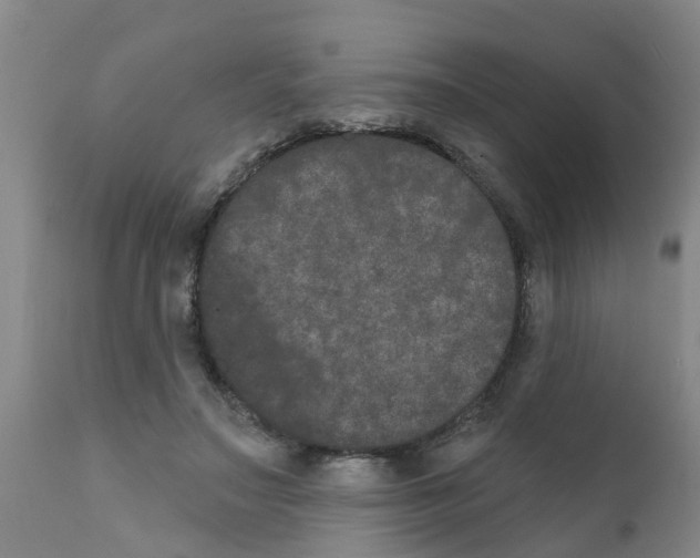 X0000111520499200908251141