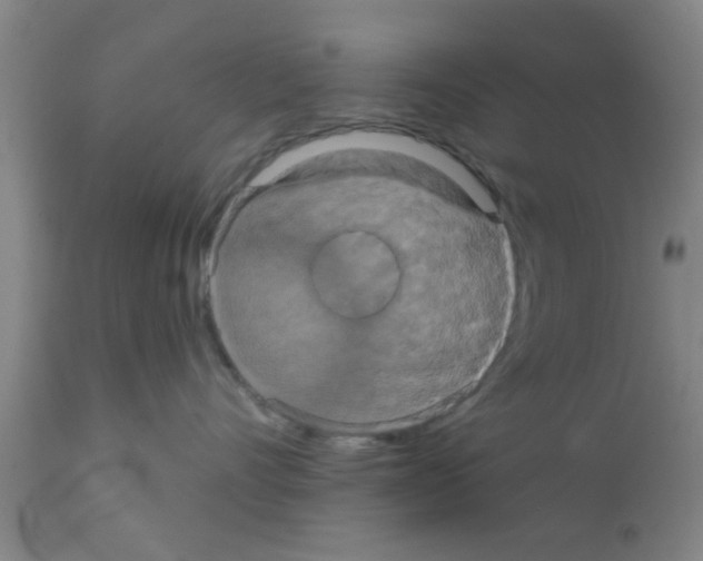 X0000111520528200908251140