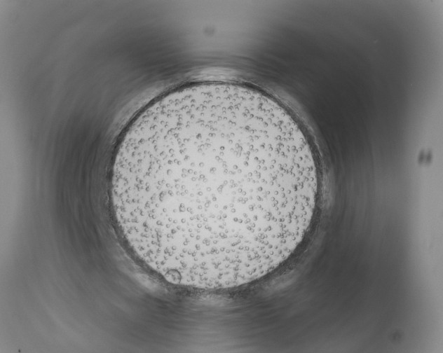 X0000111520529200908251139