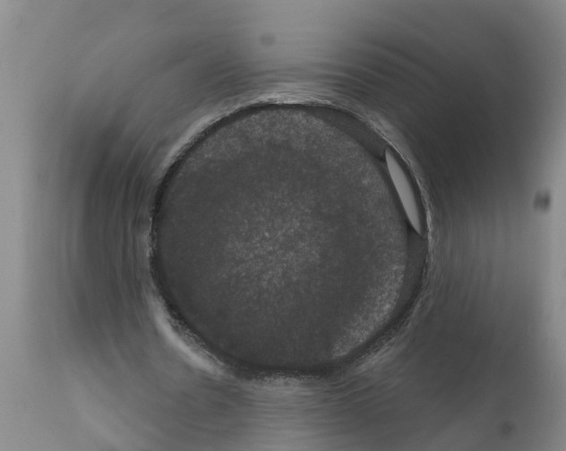 X0000111520530200908251139