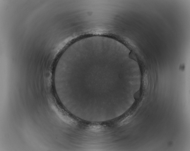 X0000111520540200908251139