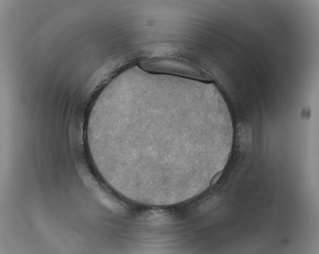 X0000111520589200908251139