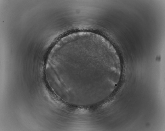 X0000111520592200908251139