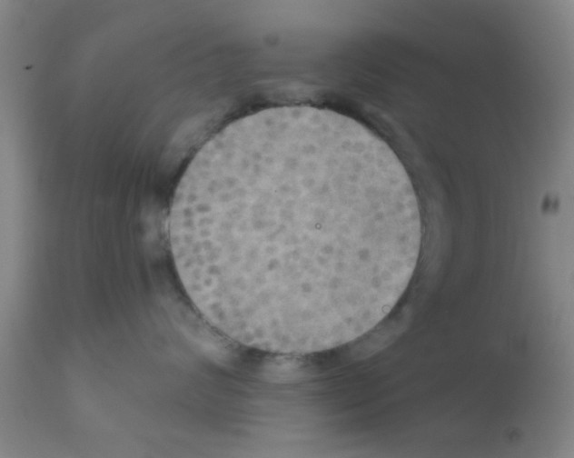 X0000111520624200908251138