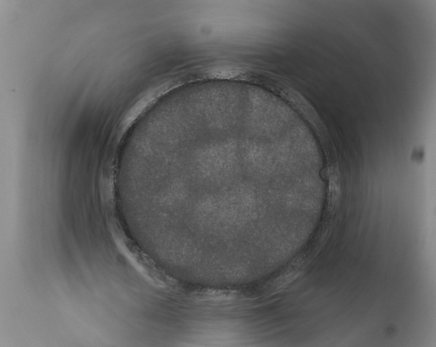 X0000111520626200908251138
