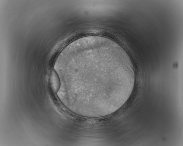 X0000111520736200908251136