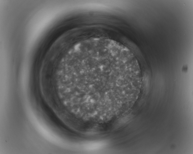 X0000111520765200908251137