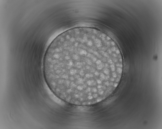 X0000111520803200908251135