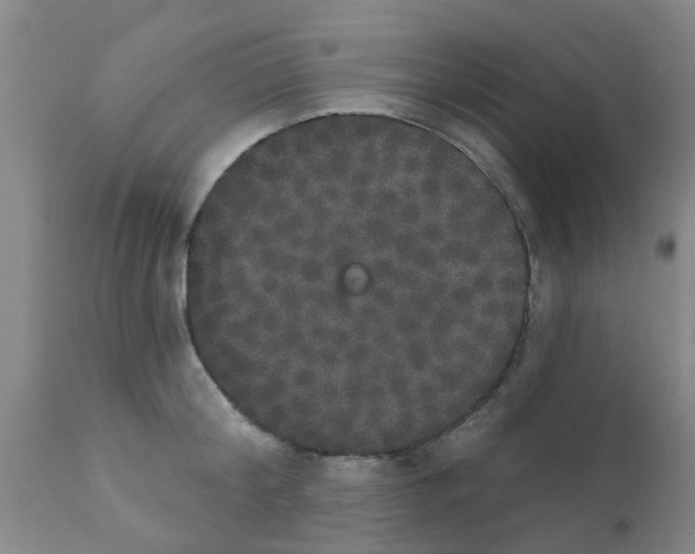 X0000111520804200908251135