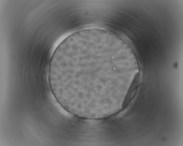 X0000111520812200908251135