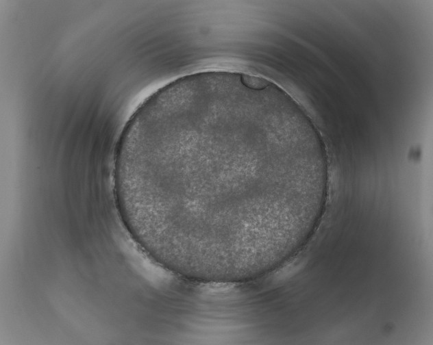 X0000111520846200908251135