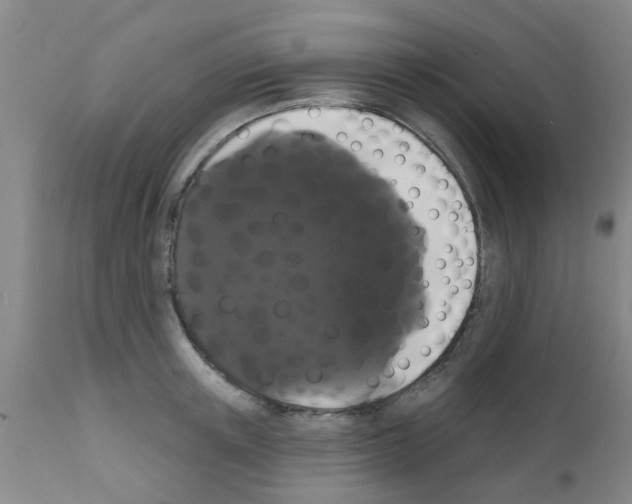 X0000111520851200908251135