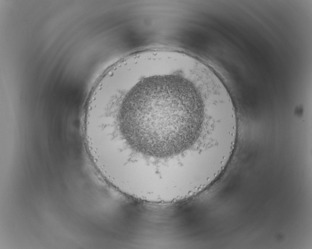 X0000111520856200908251135