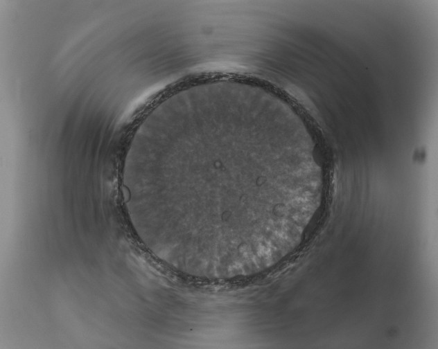 X0000111520872200908251135