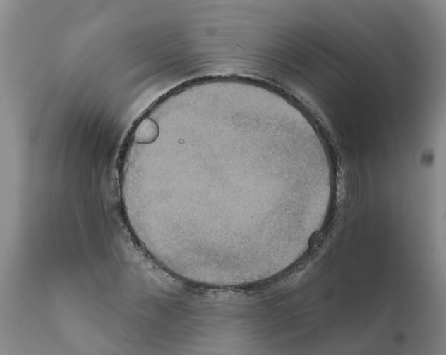 X0000111520876200908251134