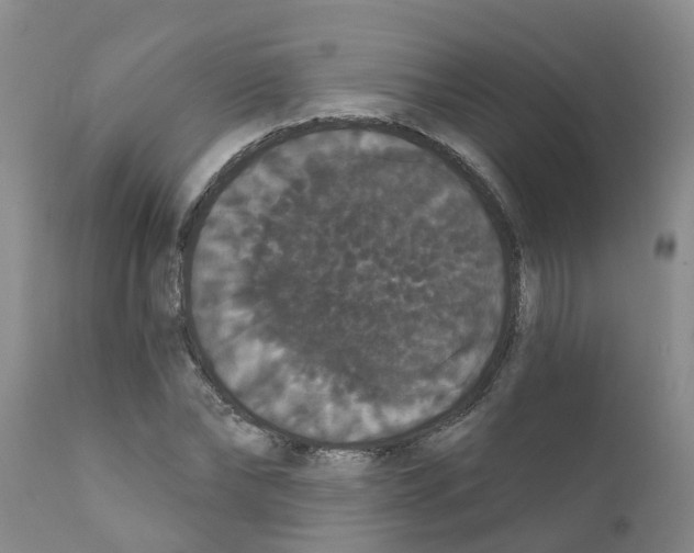 X0000111520878200908251134