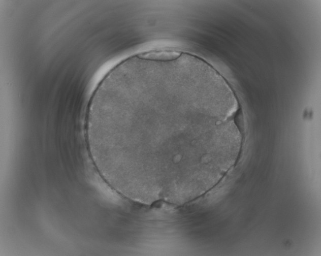 X0000111520912200908251134