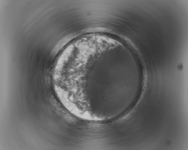 X0000111520921200908251133