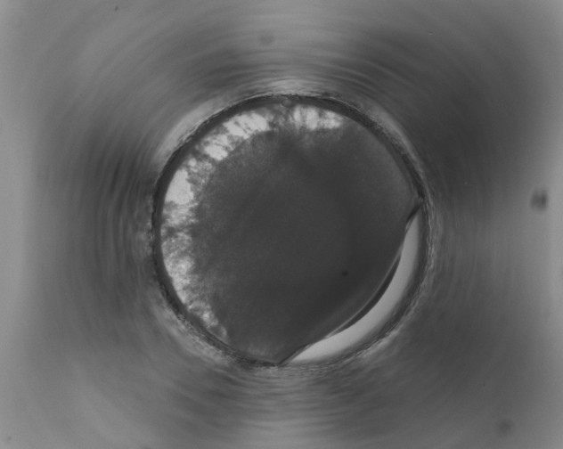 X0000111520930200908251134