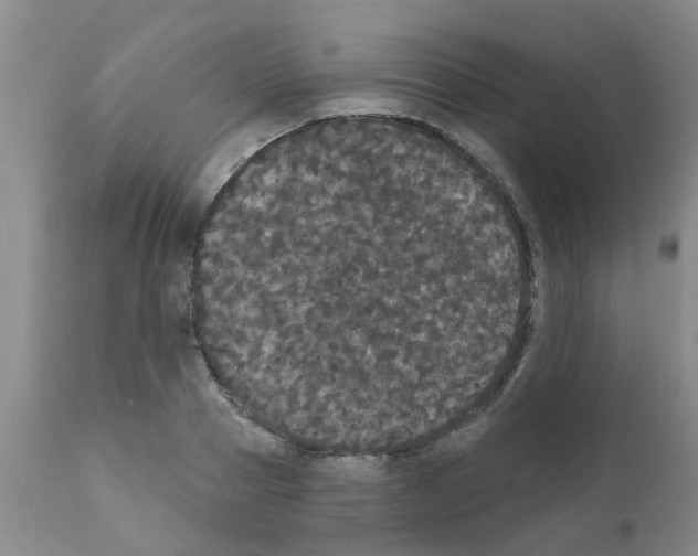 X0000111520937200908251134