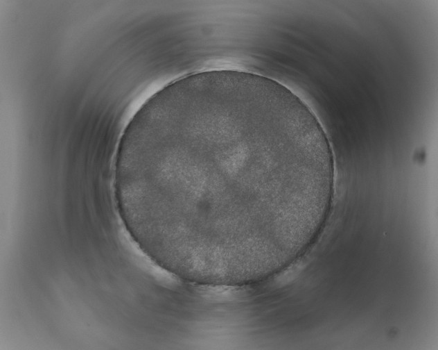 X0000111520949200908251134